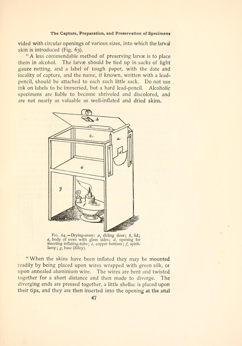 The butterfly book (Page 47, Fig. 64) BHL4428666