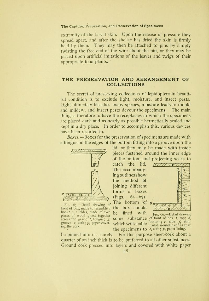 The butterfly book (Page 48) BHL10081044