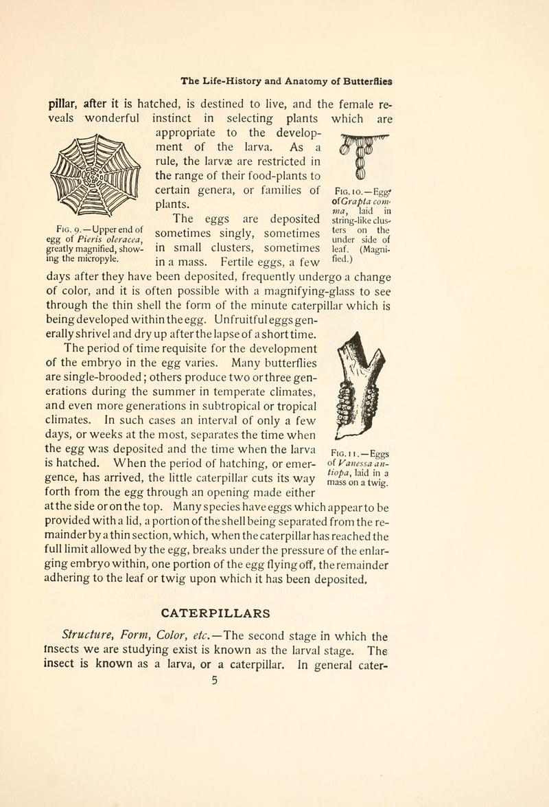 The butterfly book (Page 5, Figs. 9-11) BHL4428592