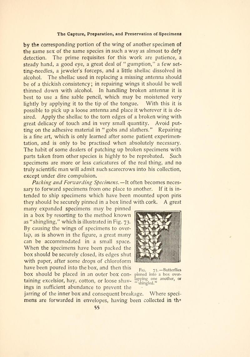 The butterfly book (Page 55, Fig. 73) BHL4428681