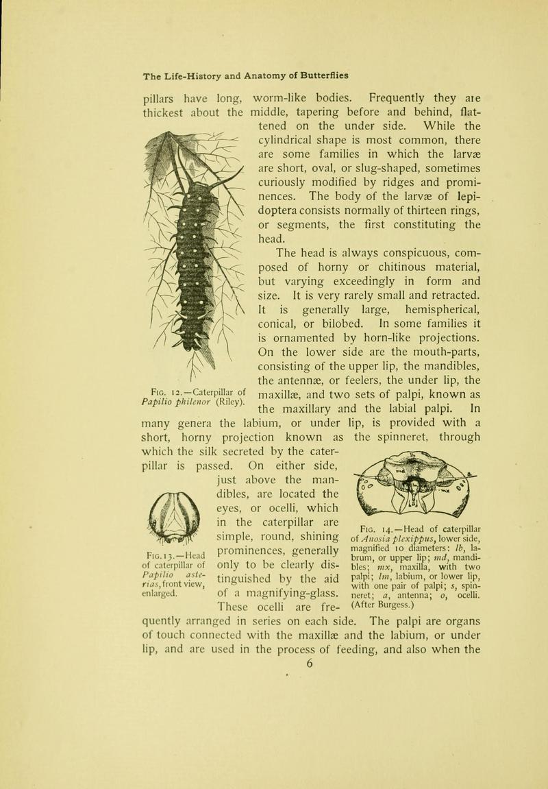 The butterfly book (Page 6) BHL10080963