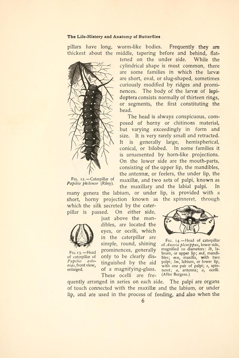 The butterfly book (Page 6, Figs. 12-14) BHL4428593