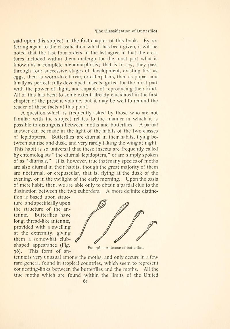 The butterfly book (Page 61, Fig. 76) BHL4428705