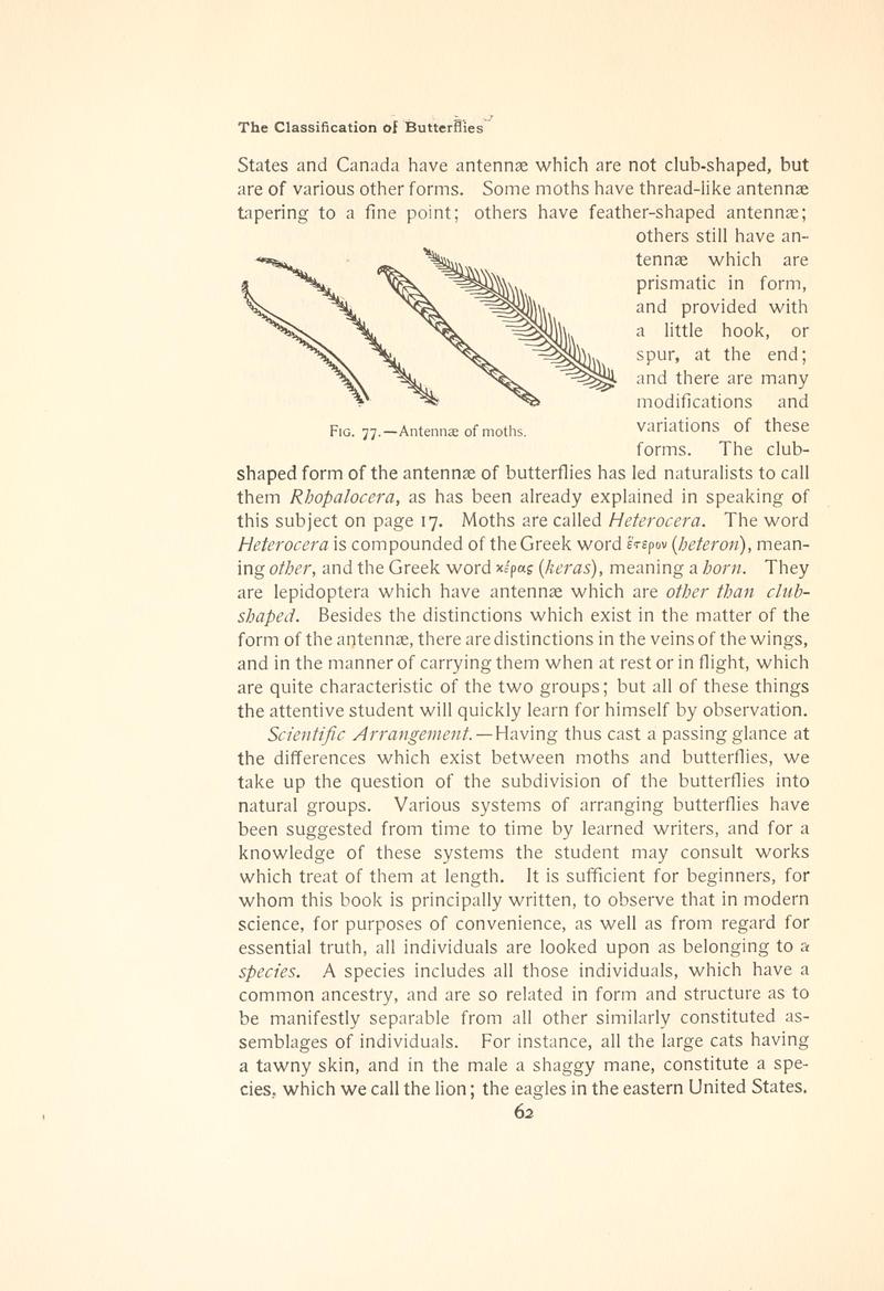 The butterfly book (Page 62, Fig. 77) BHL4428706