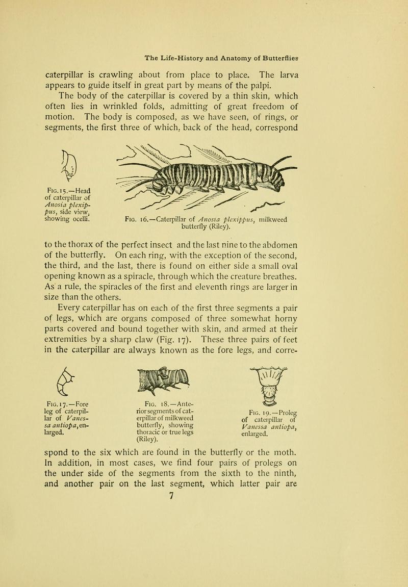 The butterfly book (Page 7) BHL10080968