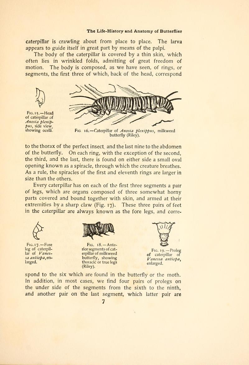 The butterfly book (Page 7, Figs. 15-19) BHL4428619