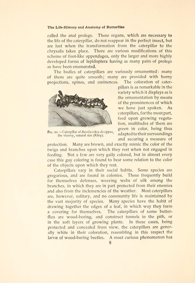 The butterfly book (Page 8, Fig. 20) BHL4428620