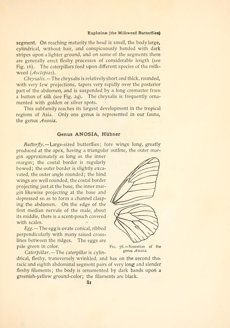 The butterfly book (Page 81, Fig. 78) BHL4428743