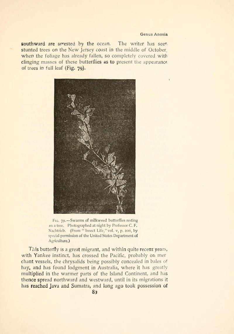 The butterfly book (Page 83, Fig. 79) BHL4428759