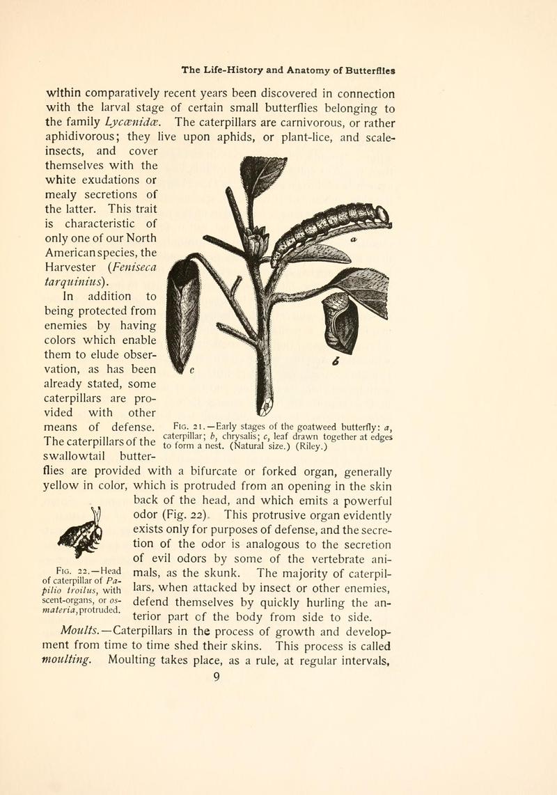 The butterfly book (Page 9, Figs. 21-22) BHL4428373