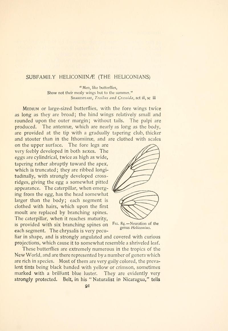 The butterfly book (Page 91, Fig. 84) BHL4428771