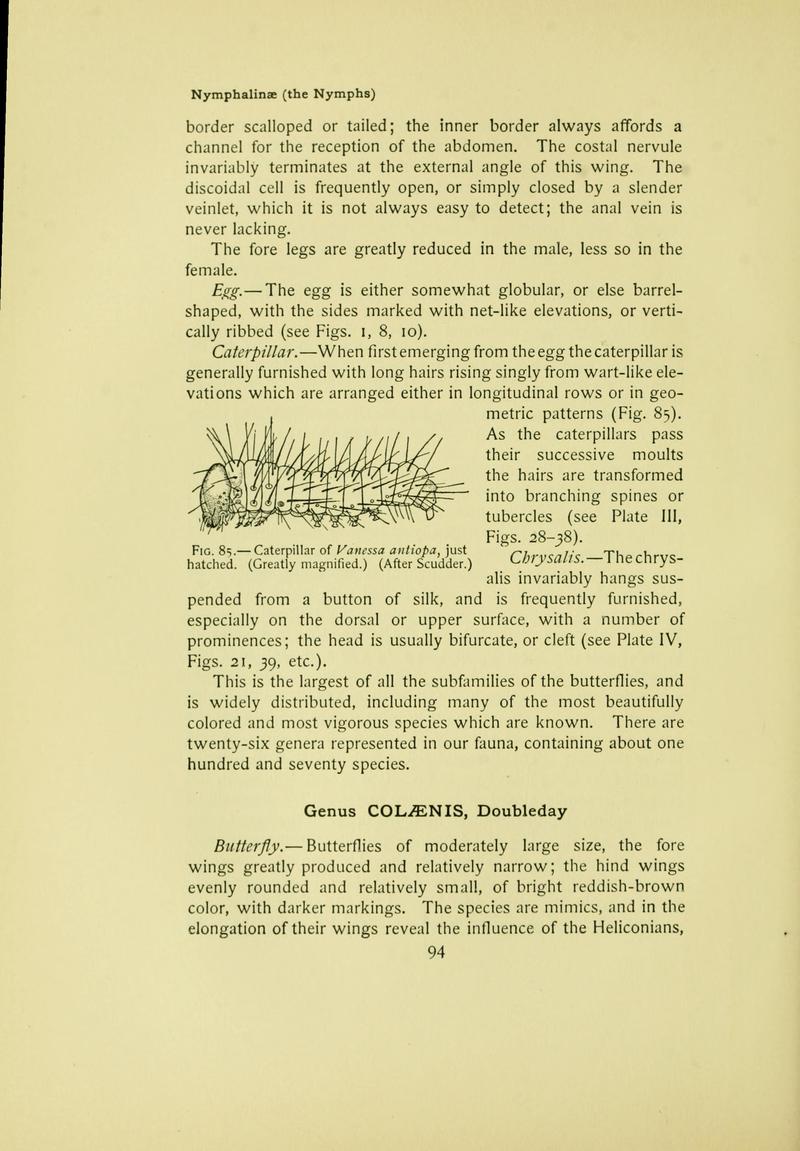 The butterfly book (Page 94) BHL10081102