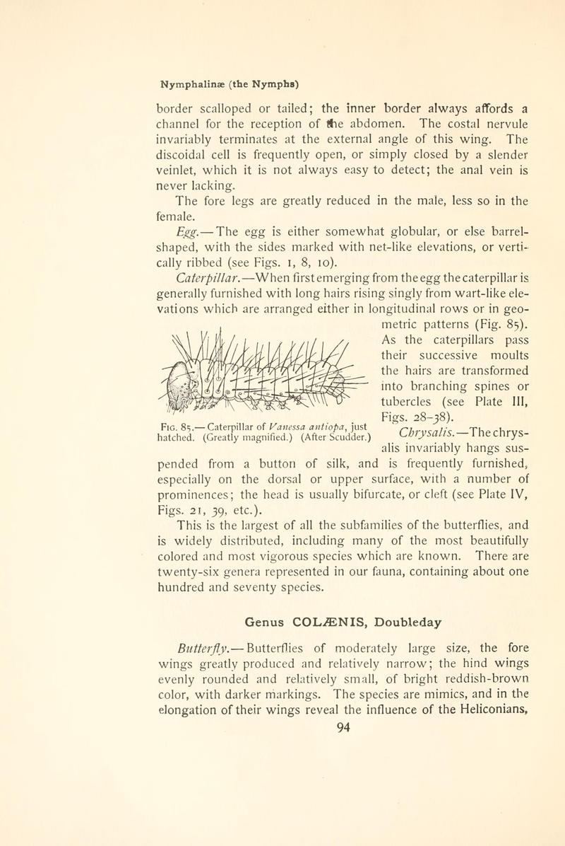 The butterfly book (Page 94, Fig. 85) BHL4428816
