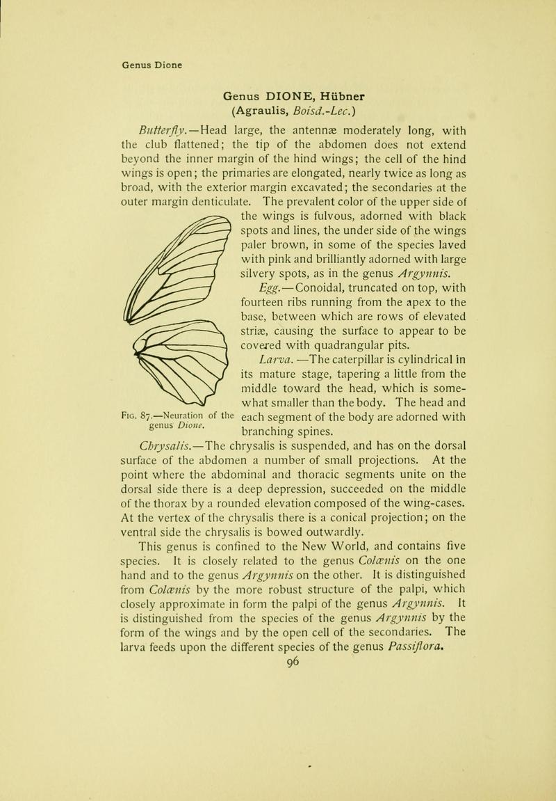 The butterfly book (Page 96) BHL10081104