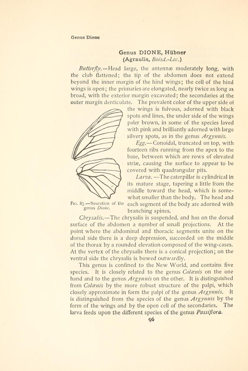 The butterfly book (Page 96, Fig. 87) BHL4428818