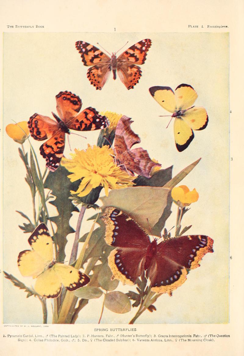 The butterfly book (Plate I) BHL4428521