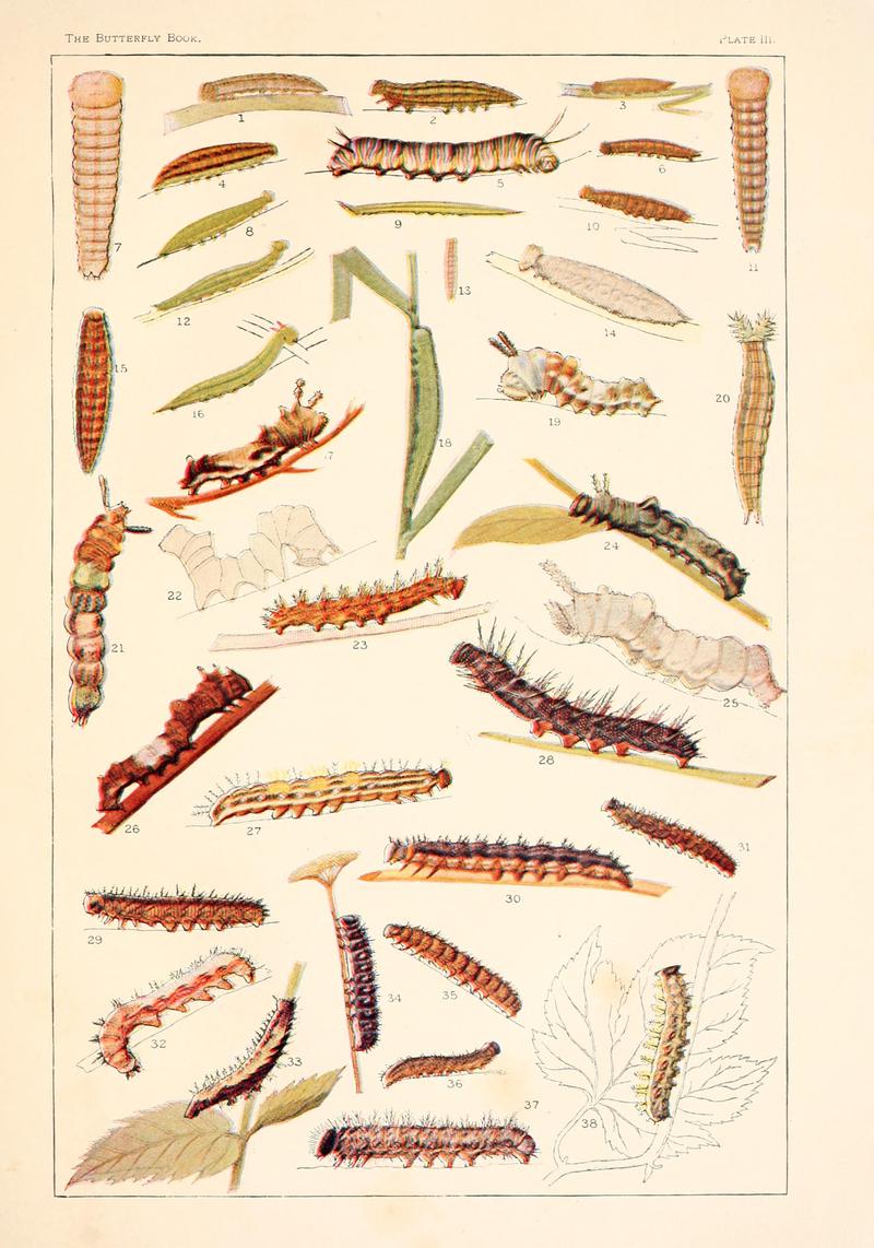 The butterfly book (Plate III) BHL4428434