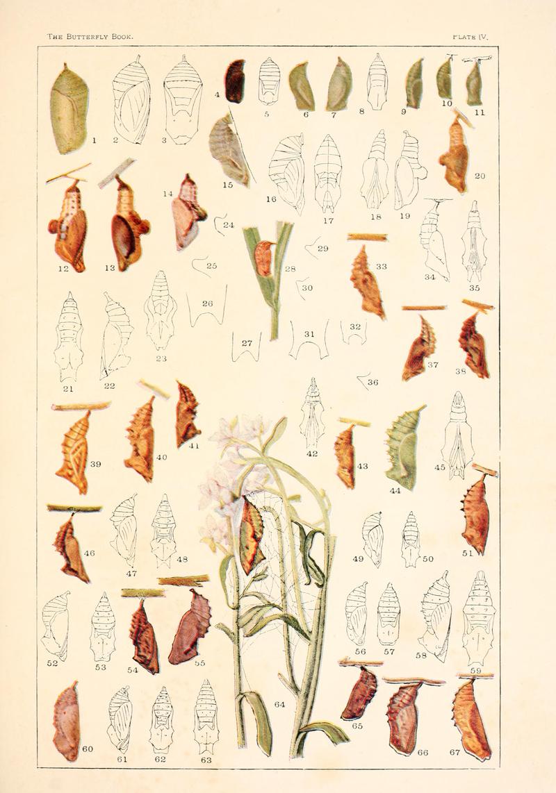 The butterfly book (Plate IV) BHL4428485