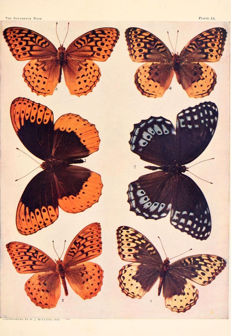 The butterfly book (Plate IX) (6770768421)