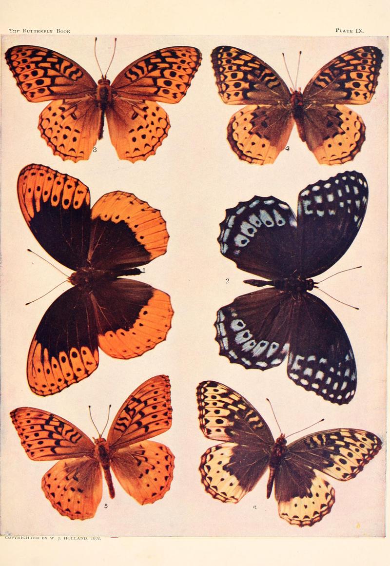 The butterfly book (Plate IX) BHL4428839