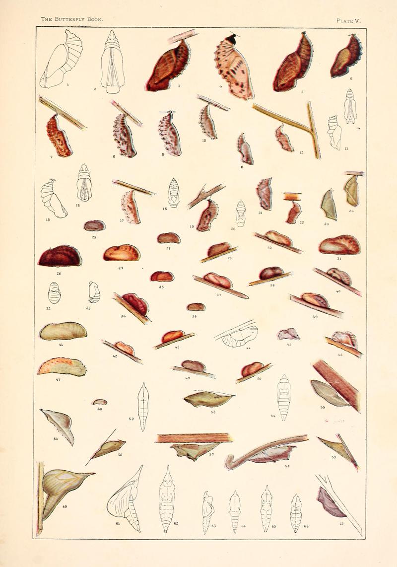 The butterfly book (Plate V) BHL4428662
