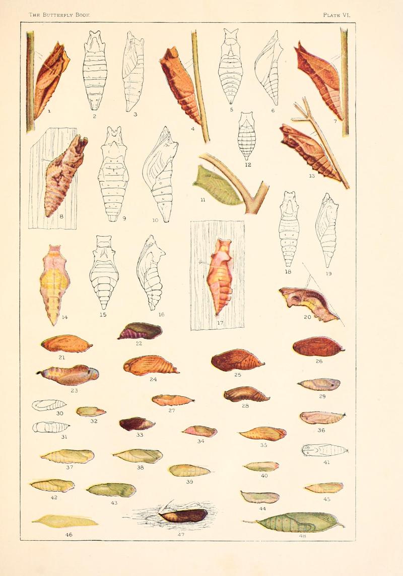 The butterfly book (Plate VI) BHL4428687
