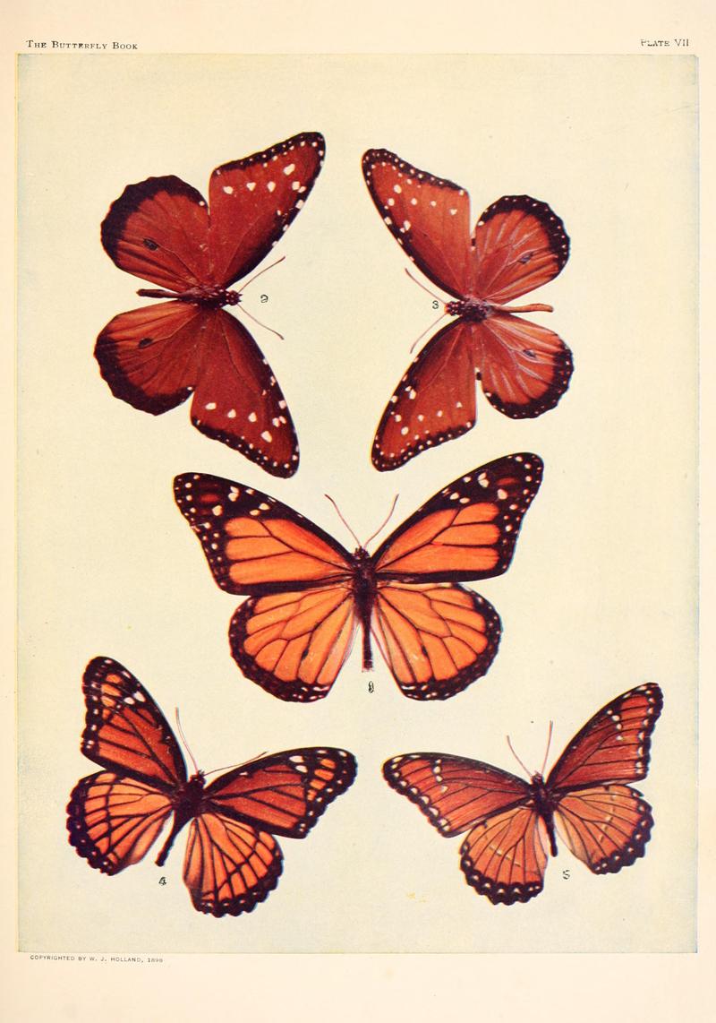The butterfly book (Plate VII) BHL4428741