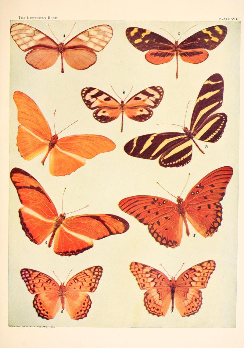 The butterfly book (Plate VIII) BHL4428767
