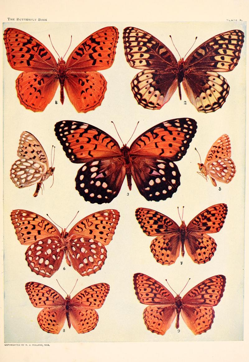 The butterfly book (Plate X) BHL4428861