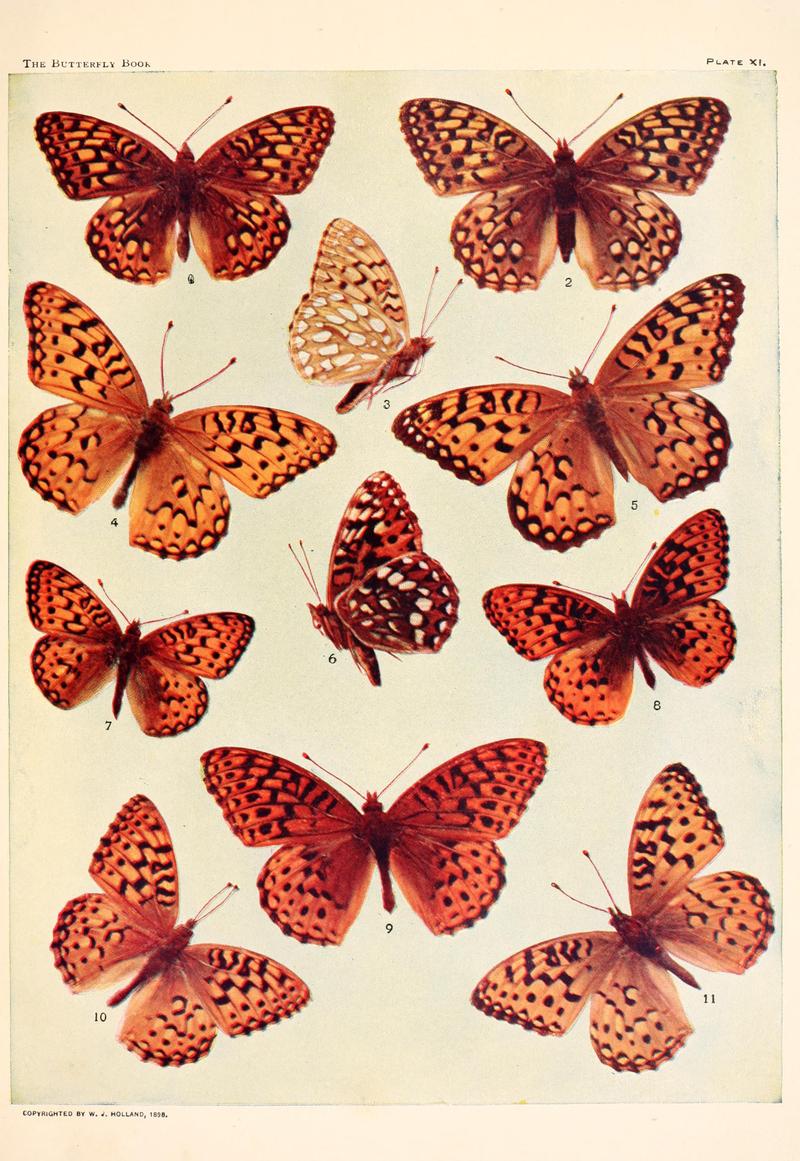 The butterfly book (Plate XI) BHL4428869