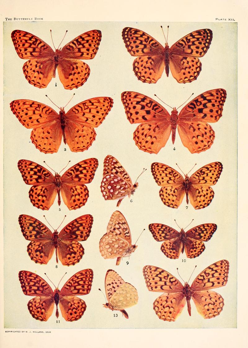 The butterfly book (Plate XII) BHL4428362