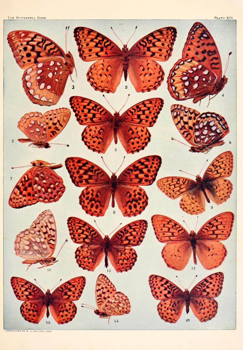 The butterfly book (Plate XIII) BHL4428370