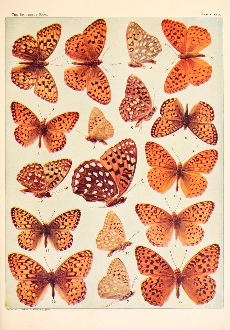 The butterfly book (Plate XIV) BHL4428387