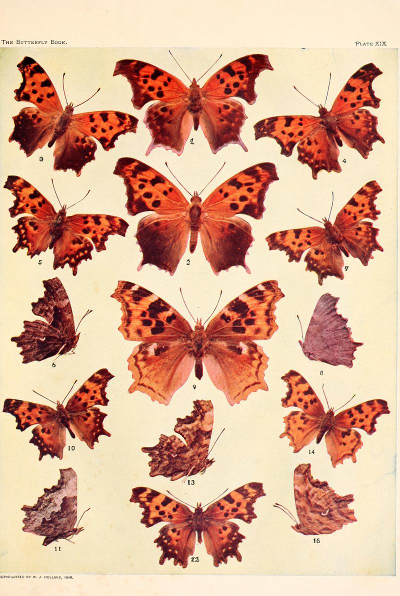 The butterfly book (Plate XIX) BHL4428470