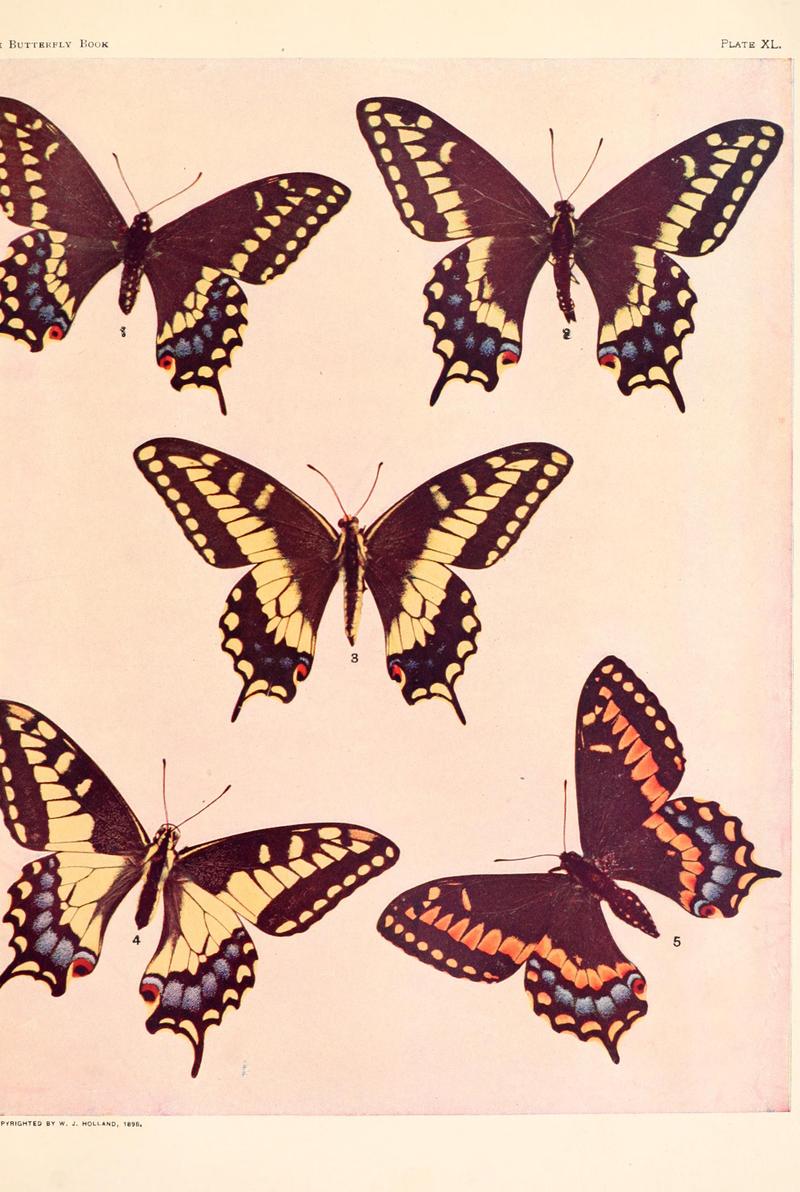 The butterfly book (Plate XL) BHL4428825