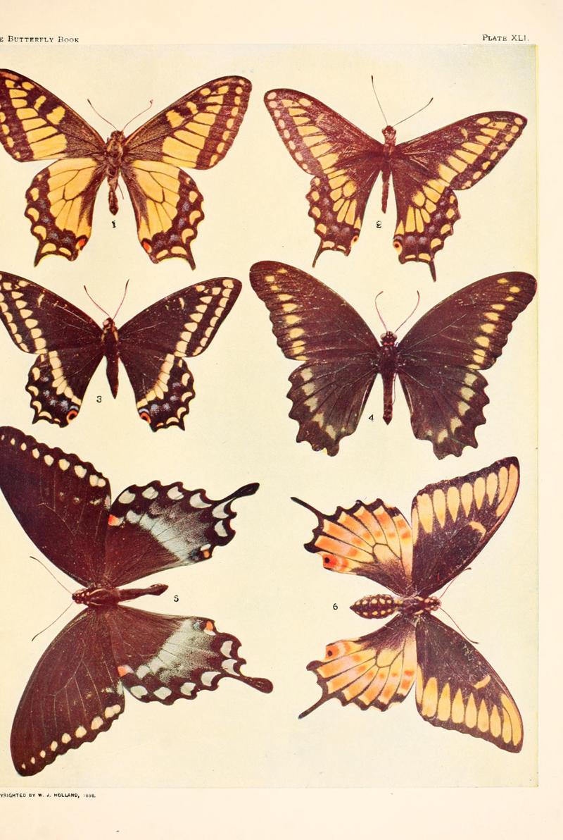 The butterfly book (Plate XLI) BHL4428833