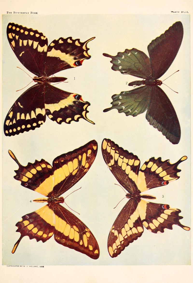 The butterfly book (Plate XLII) BHL4428846