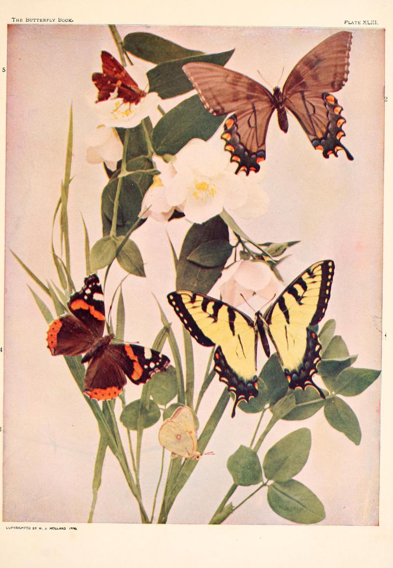 The butterfly book (Plate XLIII) BHL4428852
