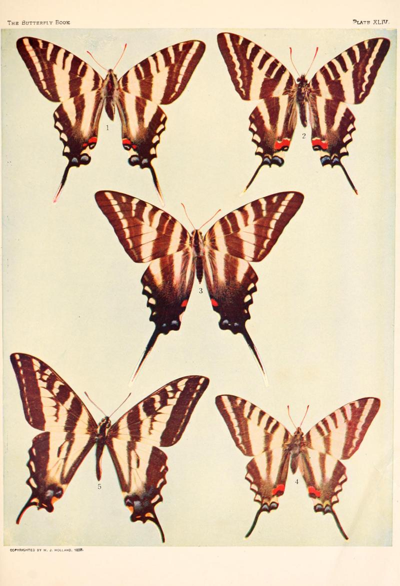 The butterfly book (Plate XLIV) BHL4428878