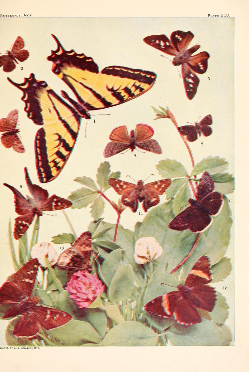 The butterfly book (Plate XLV) BHL4428890