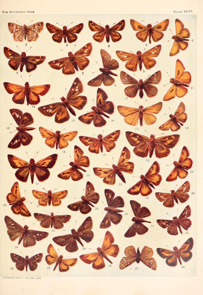 The butterfly book (Plate XLVI) BHL4428902