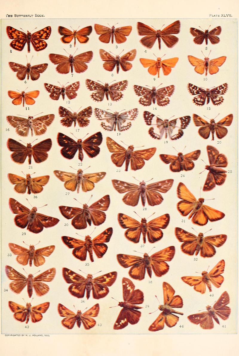 The butterfly book (Plate XLVII) BHL4428918