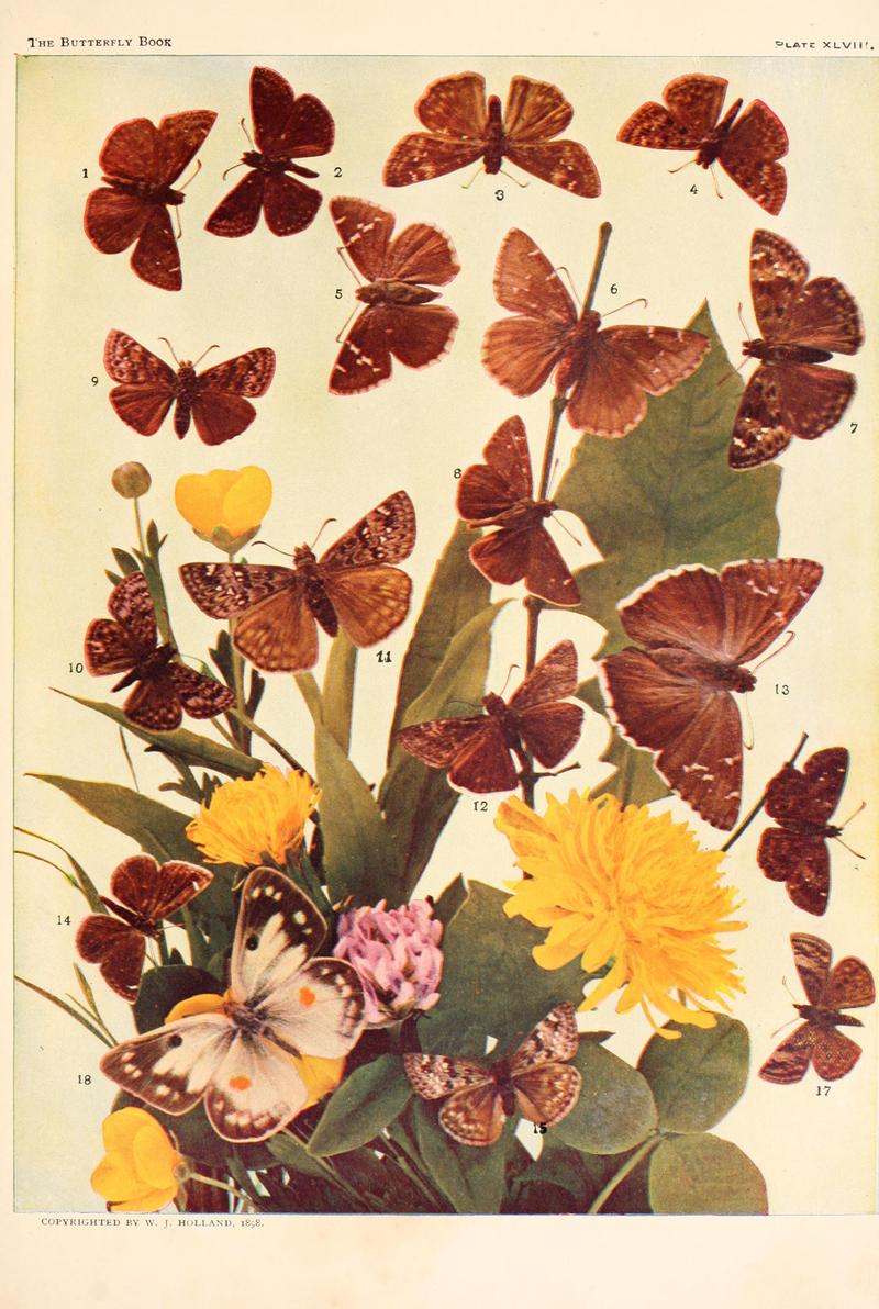 The butterfly book (Plate XLVIII) BHL4428932