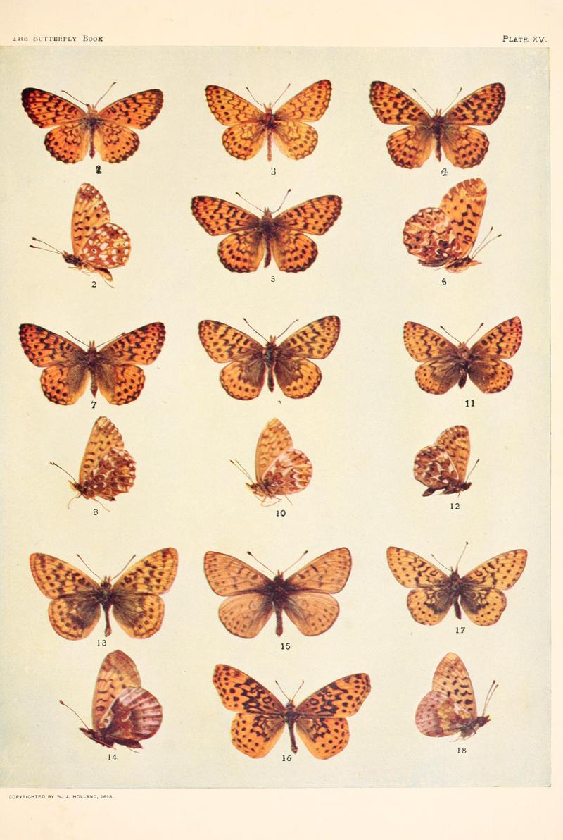 The butterfly book (Plate XV) BHL4428399