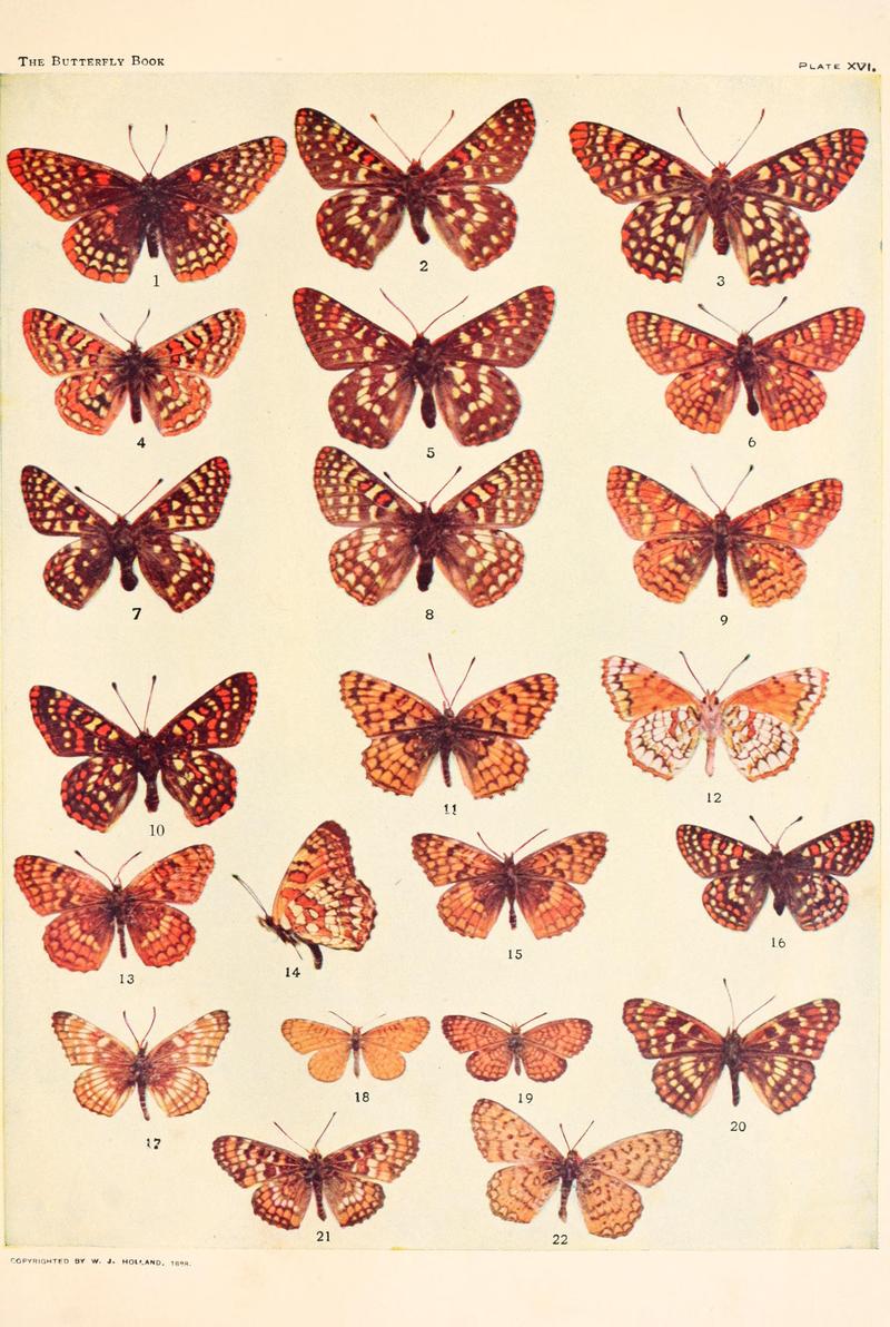 The butterfly book (Plate XVI) BHL4428411