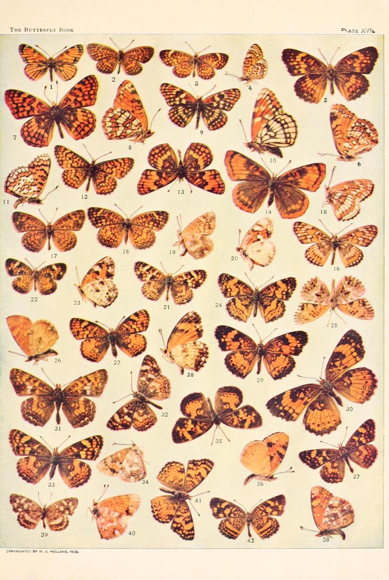 The butterfly book (Plate XVII) BHL4428436