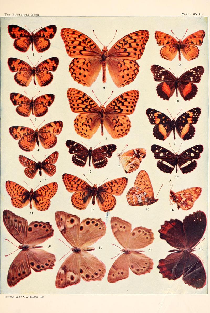 The butterfly book (Plate XVIII) BHL4428444