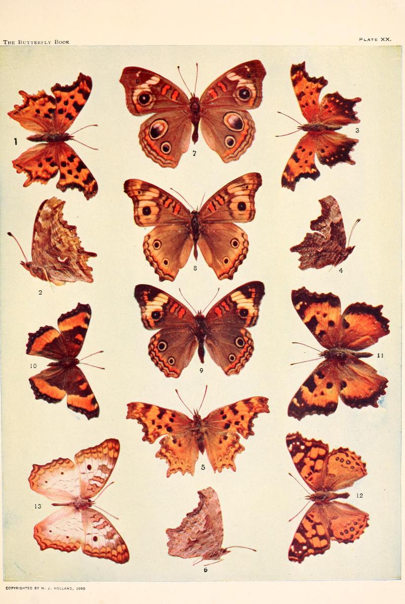 The butterfly book (Plate XX) BHL4428478