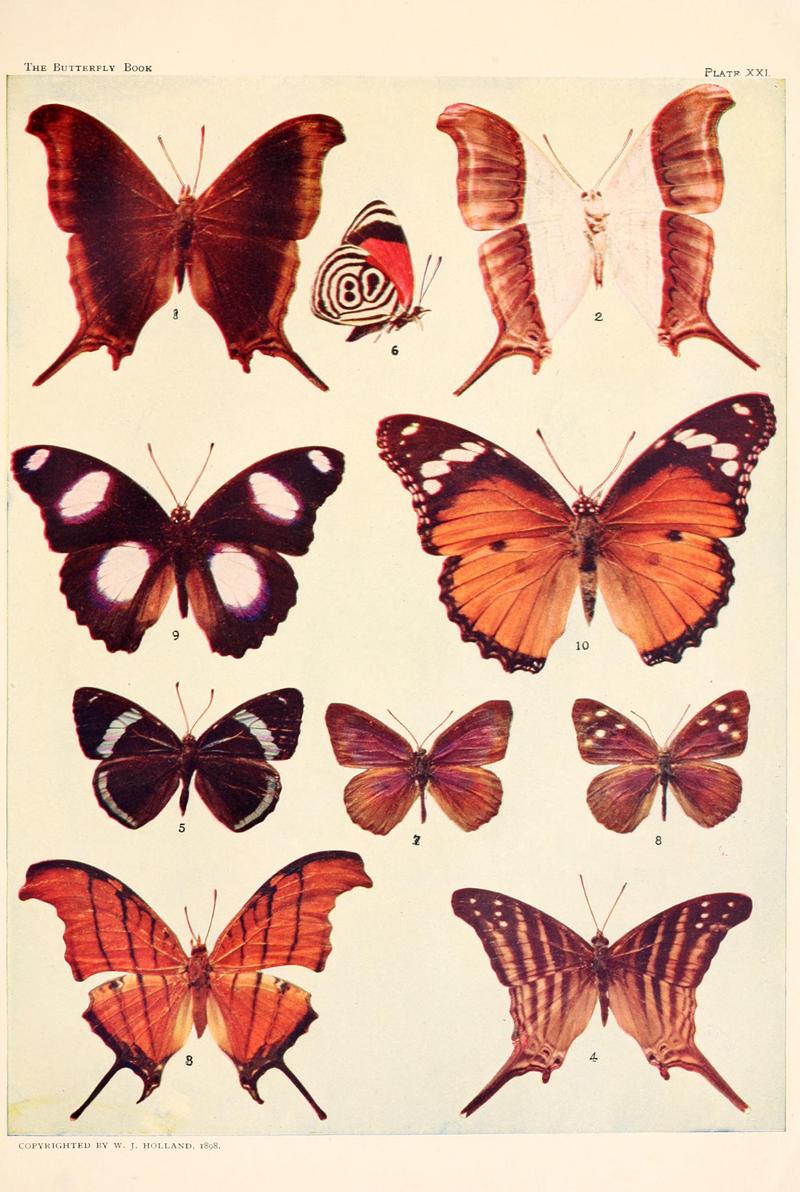 The butterfly book (Plate XXI) BHL4428499