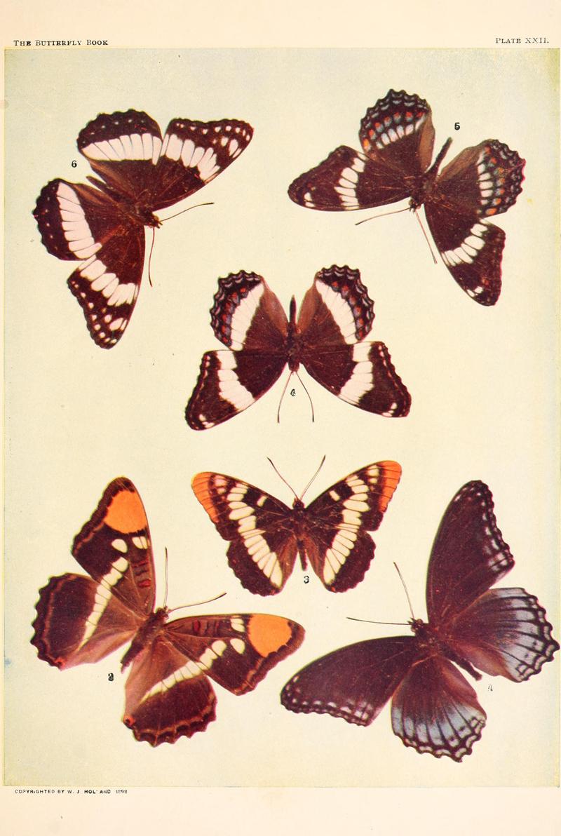 The butterfly book (Plate XXII) BHL4428509